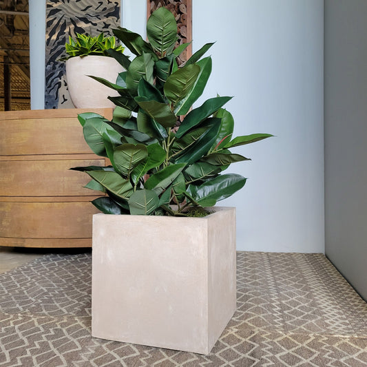 Rubber Tree Green in Square Urbano, SM By Gold Leaf | Planters, Troughs & Cachepots | Modishstore - 1