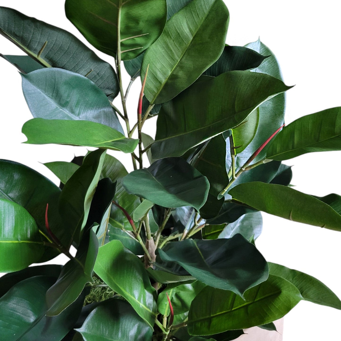 Rubber Tree Green in Square Urbano, SM By Gold Leaf | Planters, Troughs & Cachepots | Modishstore - 4