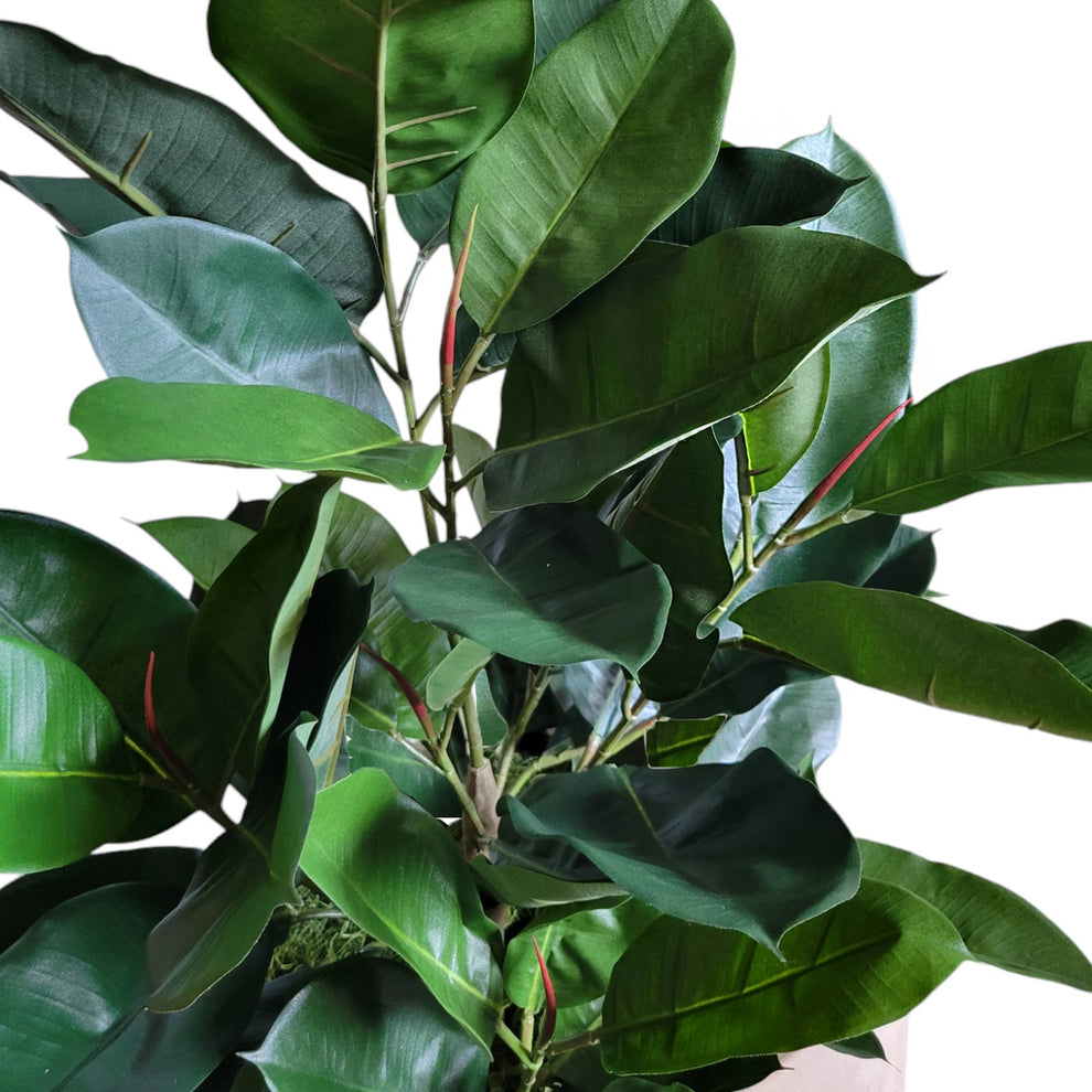 Rubber Tree Green in Square Urbano, SM By Gold Leaf | Planters, Troughs & Cachepots | Modishstore - 4