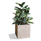 Rubber Tree Two-Tone in Square Urbano, SM By Gold Leaf | Planters, Troughs & Cachepots | Modishstore - 2