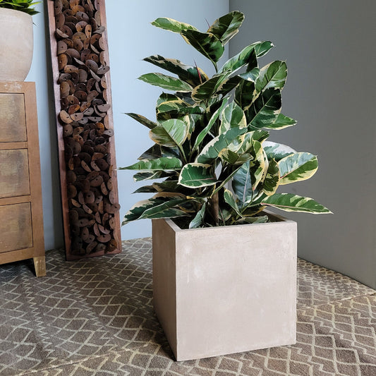 Rubber Tree Two-Tone in Square Urbano, SM By Gold Leaf | Planters, Troughs & Cachepots | Modishstore - 1