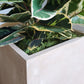 Rubber Tree Two-Tone in Square Urbano, SM By Gold Leaf | Planters, Troughs & Cachepots | Modishstore - 3