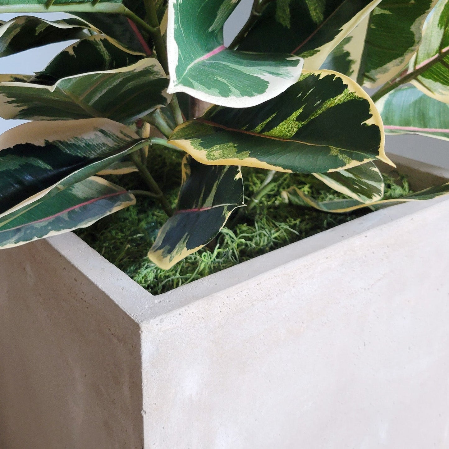 Rubber Tree Two-Tone in Square Urbano, SM By Gold Leaf | Planters, Troughs & Cachepots | Modishstore - 3