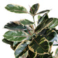 Rubber Tree Two-Tone in Square Urbano, SM By Gold Leaf | Planters, Troughs & Cachepots | Modishstore - 5