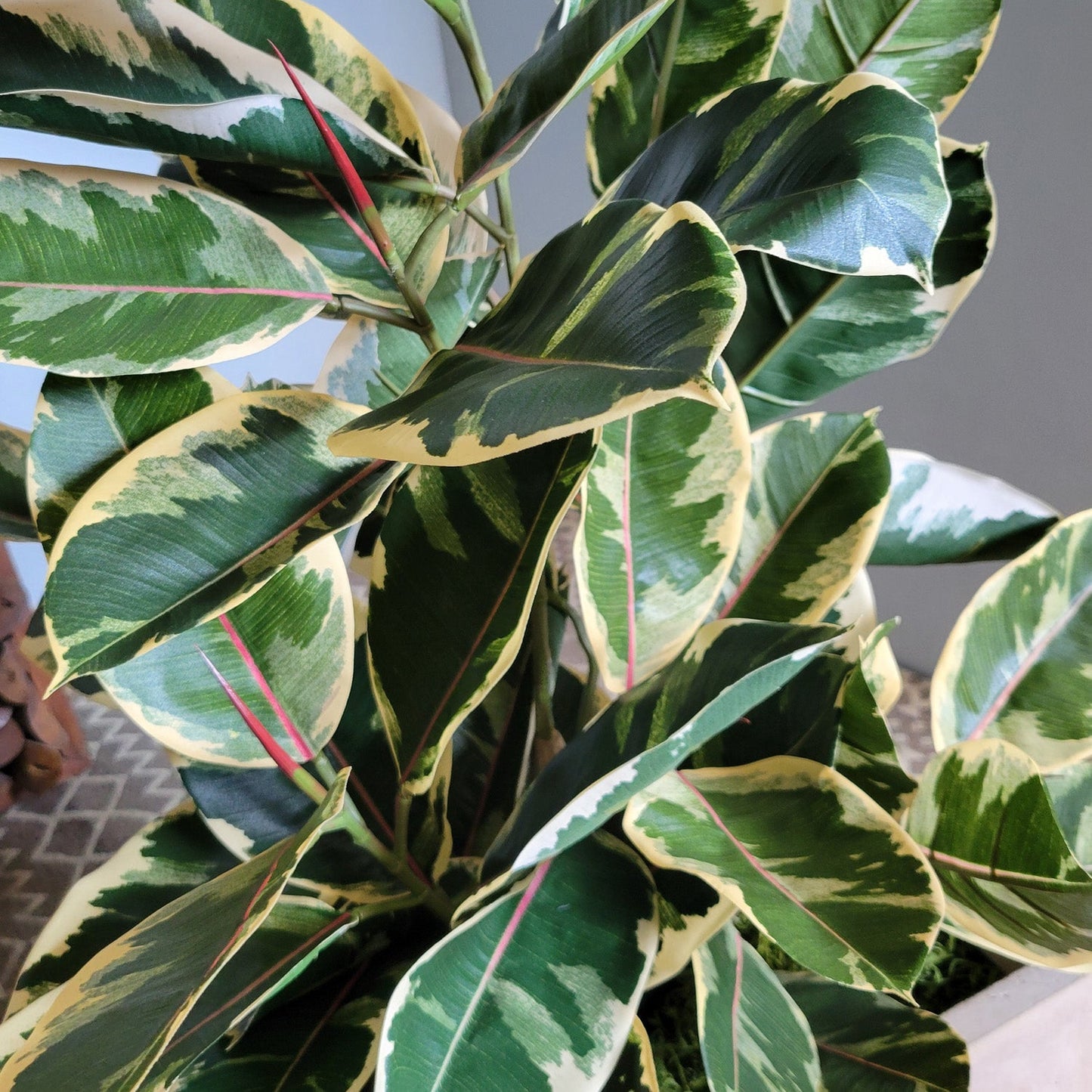 Rubber Tree Two-Tone in Square Urbano, SM By Gold Leaf | Planters, Troughs & Cachepots | Modishstore - 6