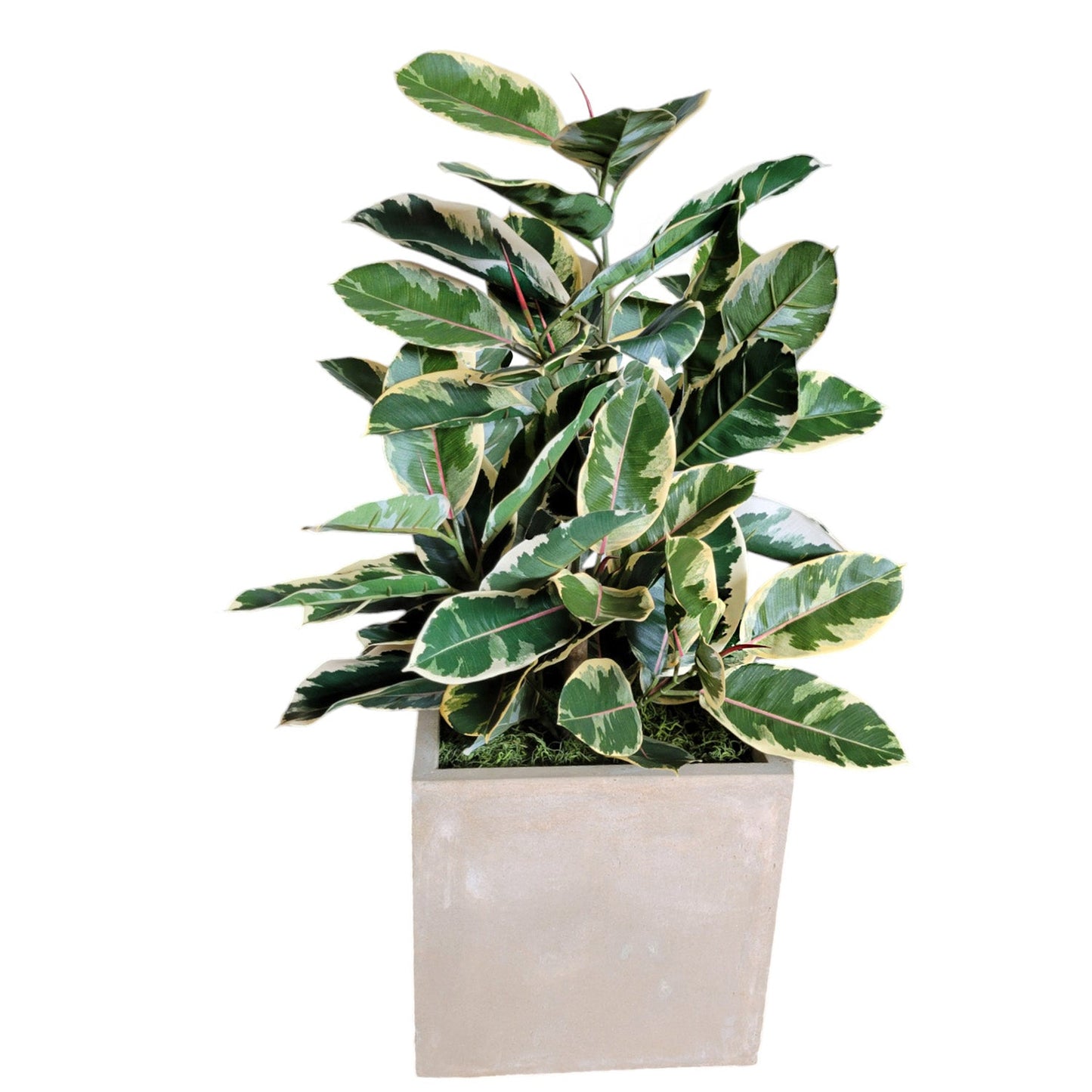 Rubber Tree Two-Tone in Square Urbano, SM By Gold Leaf | Planters, Troughs & Cachepots | Modishstore - 4