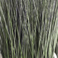 Grass: Cortada Grass in Barrel Planter MD, White Satin By Gold Leaf | Planters, Troughs & Cachepots | Modishstore - 2