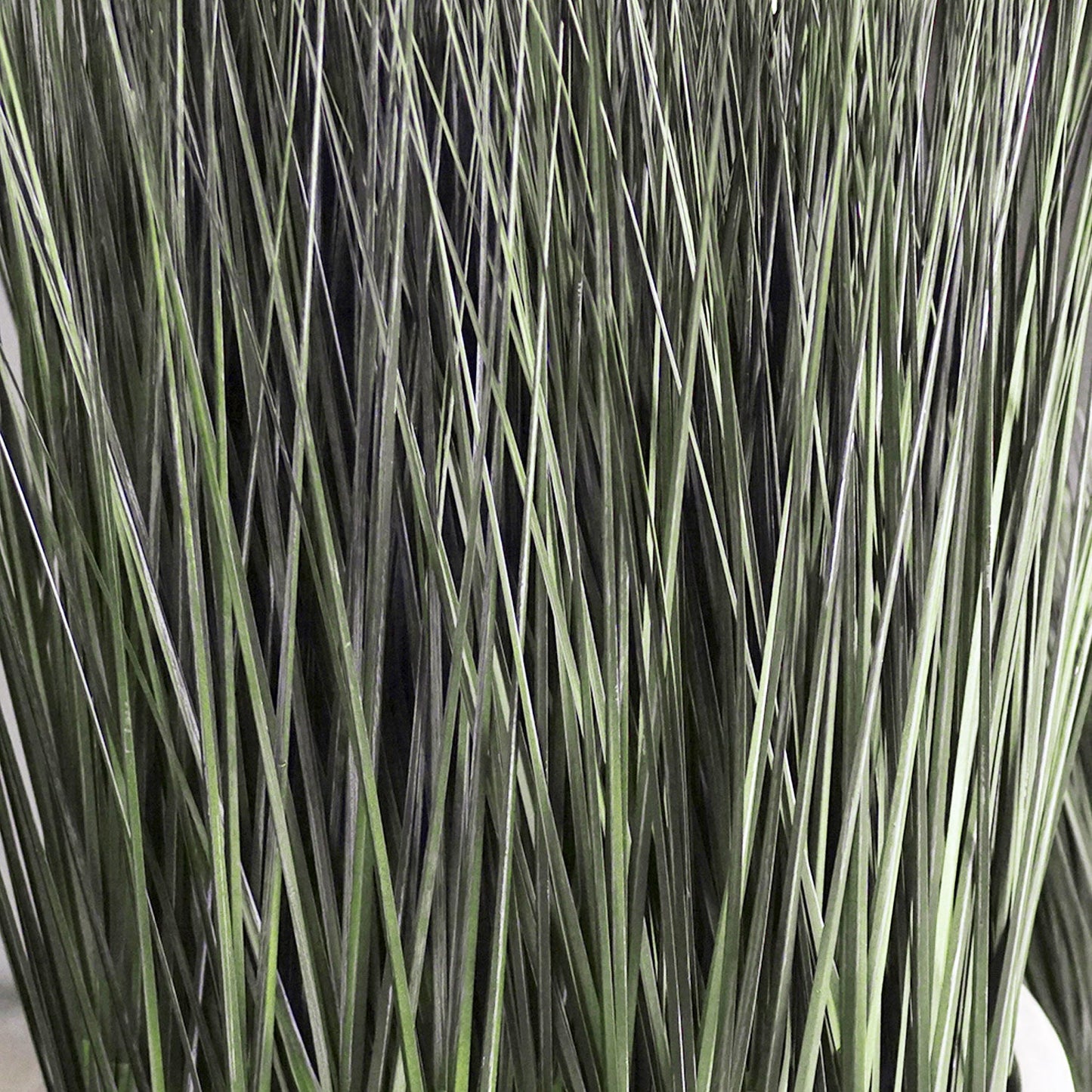 Grass: Cortada Grass in Barrel Planter MD, White Satin By Gold Leaf | Planters, Troughs & Cachepots | Modishstore - 2