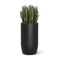 Sansevieria in Barrel Planter MD, Black Satin By Gold Leaf | Planters, Troughs & Cachepots | Modishstore - 1