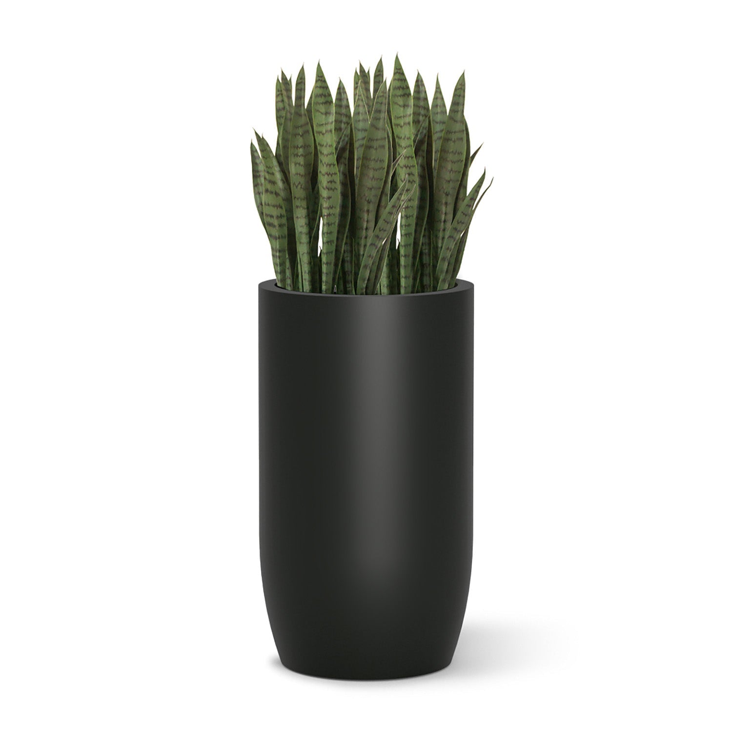 Sansevieria in Barrel Planter MD, Black Satin By Gold Leaf | Planters, Troughs & Cachepots | Modishstore - 1