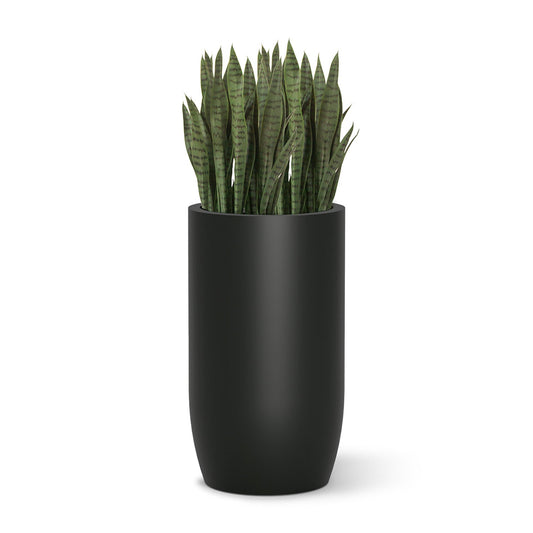 Sansevieria in Barrel Planter MD, Black Satin By Gold Leaf | Planters, Troughs & Cachepots | Modishstore - 1