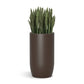 Sansevieria in Barrel Planter MD, Brown DK Satin By Gold Leaf | Planters, Troughs & Cachepots | Modishstore - 1