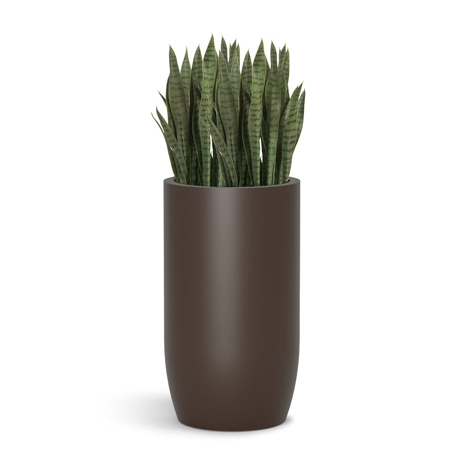 Sansevieria in Barrel Planter MD, Brown DK Satin By Gold Leaf | Planters, Troughs & Cachepots | Modishstore - 1