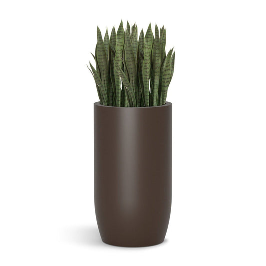 Sansevieria in Barrel Planter MD, Brown DK Satin By Gold Leaf | Planters, Troughs & Cachepots | Modishstore - 1