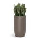 Sansevieria in Barrel Planter MD, Gunmetal Metallic Satin By Gold Leaf | Planters, Troughs & Cachepots | Modishstore - 1