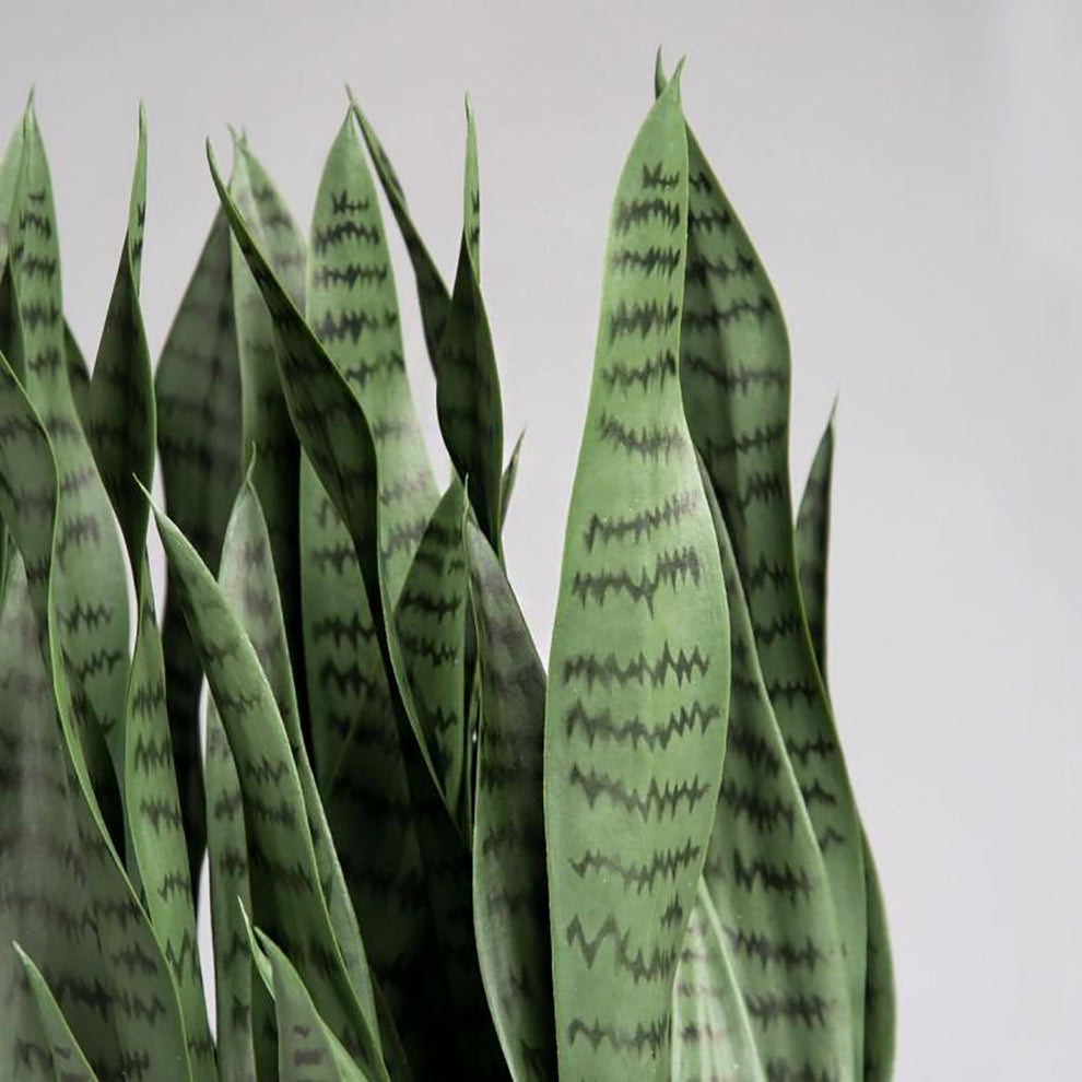 Sansevieria in Barrel Planter MD, Gunmetal Metallic Satin By Gold Leaf | Planters, Troughs & Cachepots | Modishstore - 3