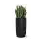 Sansevieria in Barrel Planter SM, Black Satin By Gold Leaf | Planters, Troughs & Cachepots | Modishstore - 1