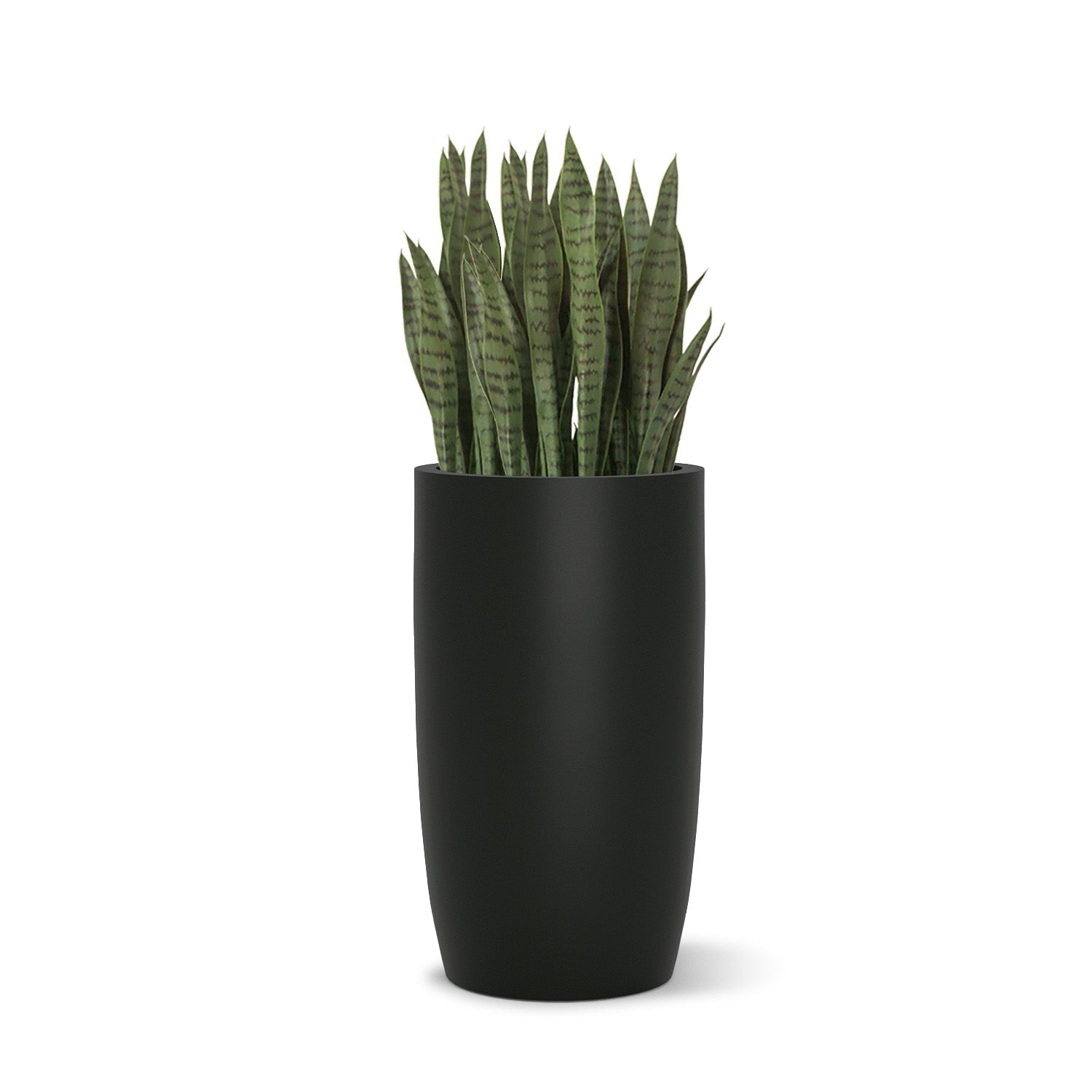 Sansevieria in Barrel Planter SM, Black Satin By Gold Leaf | Planters, Troughs & Cachepots | Modishstore - 1