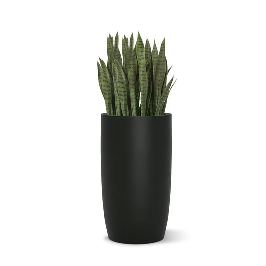 Sansevieria in Barrel Planter SM, Black Satin By Gold Leaf | Planters, Troughs & Cachepots | Modishstore - 1