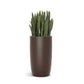 Sansevieria in Barrel Planter SM, Brown DK Satin By Gold Leaf | Planters, Troughs & Cachepots | Modishstore - 1