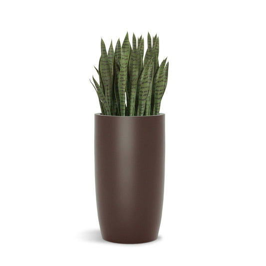 Sansevieria in Barrel Planter SM, Brown DK Satin By Gold Leaf | Planters, Troughs & Cachepots | Modishstore - 1