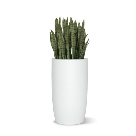 Sansevieria in Barrel Planter SM, White Satin By Gold Leaf | Planters, Troughs & Cachepots | Modishstore - 1
