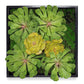 Green Wall, Mini Pulidonis & Echeveria By Gold Leaf | Wall Art | Modishstore - 1