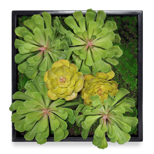 Green Wall, Mini Pulidonis & Echeveria By Gold Leaf | Wall Art | Modishstore - 1