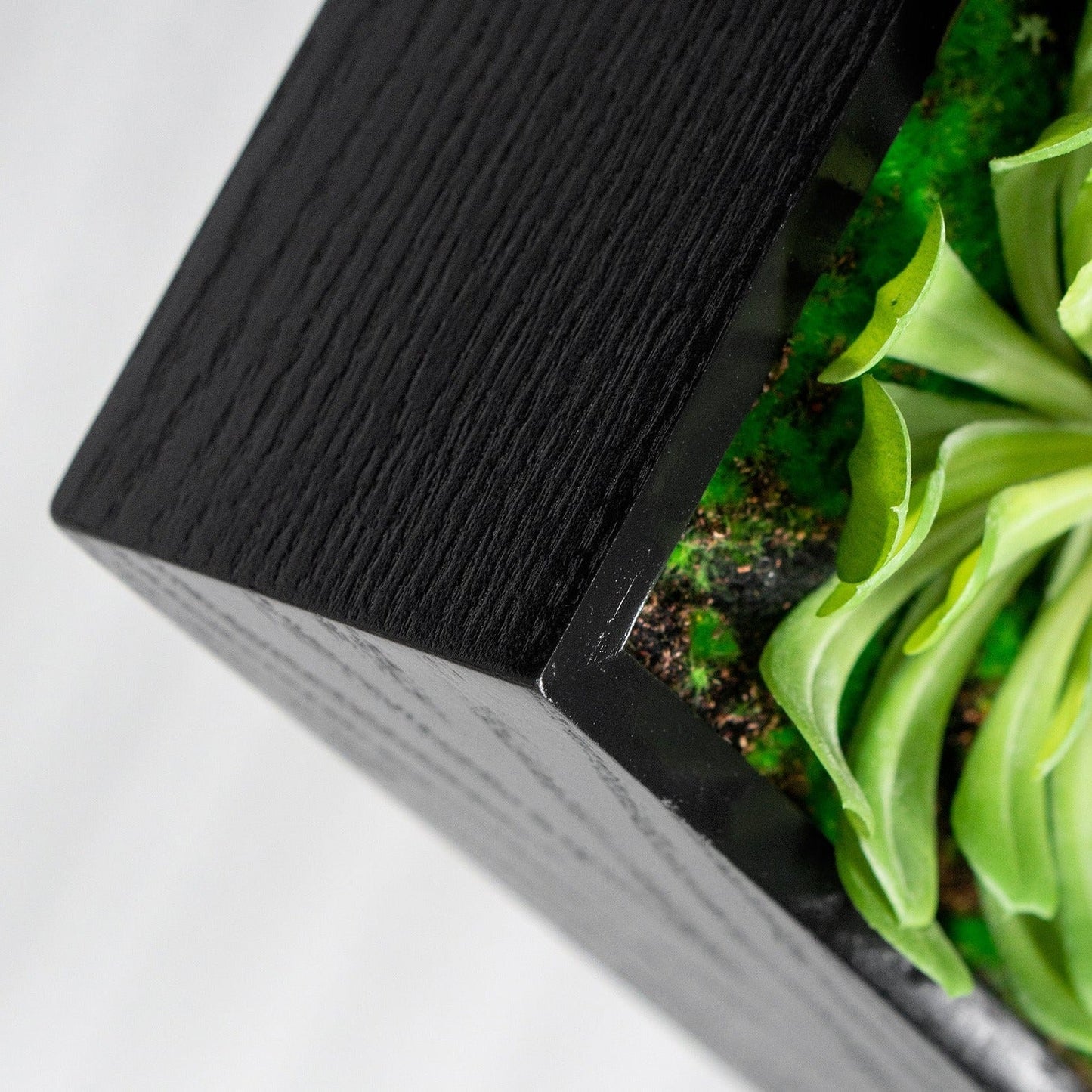 Green Wall, Mini Pulidonis & Echeveria By Gold Leaf | Wall Art | Modishstore - 2