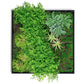 Green Wall, Button Fern Mix By Gold Leaf | Wall Art | Modishstore - 2