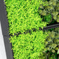 Green Wall, 'Wave Succulent 2' By Gold Leaf | Wall Art | Modishstore - 3