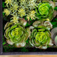 Green Wall, 'Wave Succulent 3' By Gold Leaf | Wall Art | Modishstore - 3