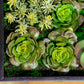 Green Wall, 'Wave Succulent 1' By Gold Leaf | Wall Art | Modishstore - 3