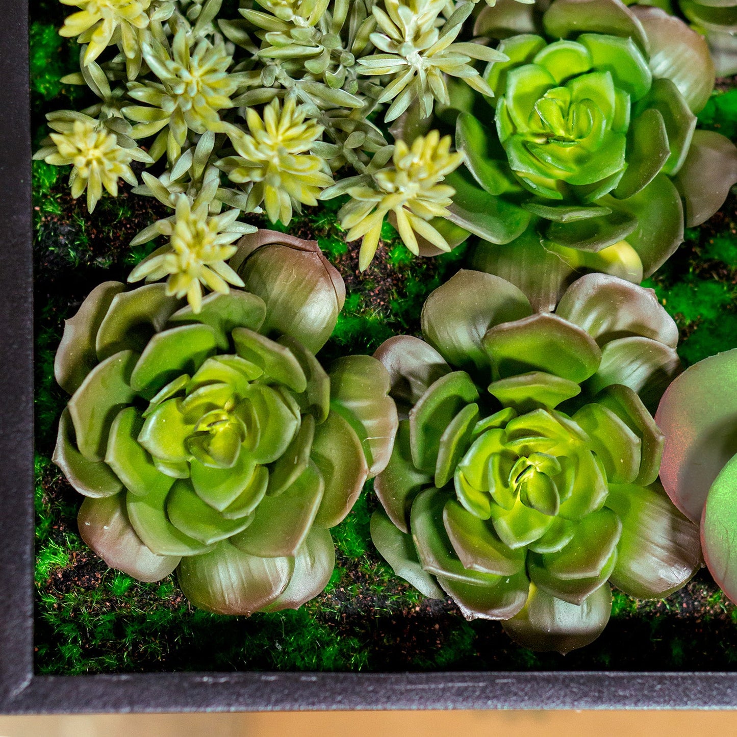 Green Wall, 'Wave Succulent 1' By Gold Leaf | Wall Art | Modishstore - 3