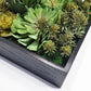 Green Wall, Mini Pulidonis & Kalanchoe 2 By Gold Leaf