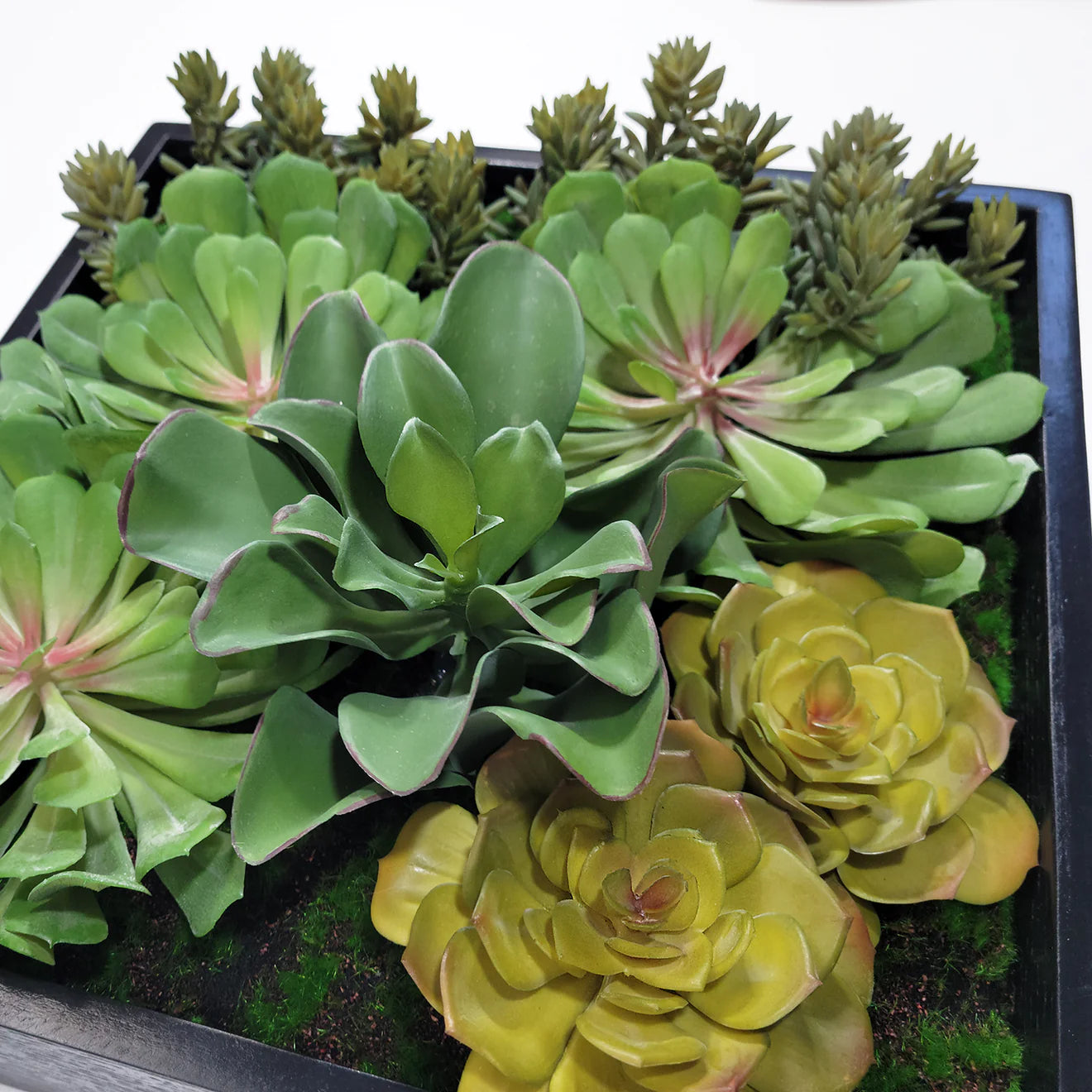 Green Wall, Mini Pulidonis & Kalanchoe 2 By Gold Leaf