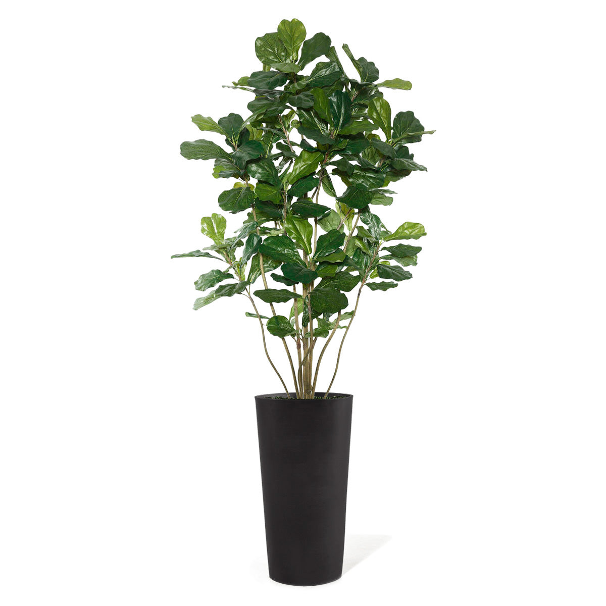 Fiddle Leaf Tree in Harmony Planter MD By Gold Leaf | Planters, Troughs & Cachepots | Modishstore - 6
