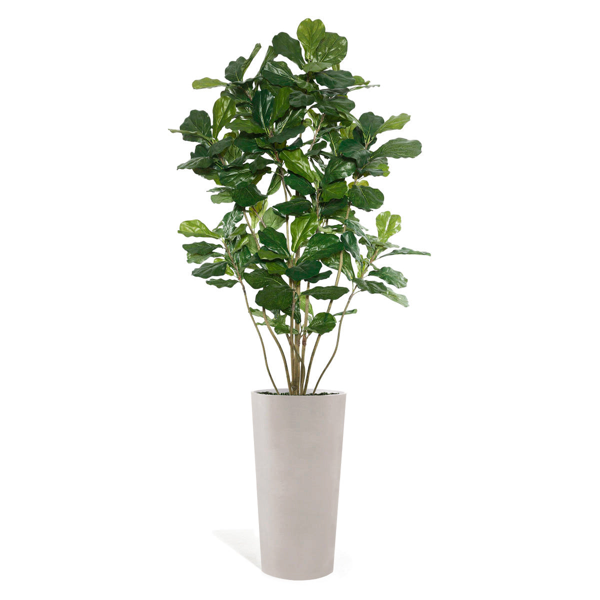 Fiddle Leaf Tree in Harmony Planter MD By Gold Leaf | Planters, Troughs & Cachepots | Modishstore - 1