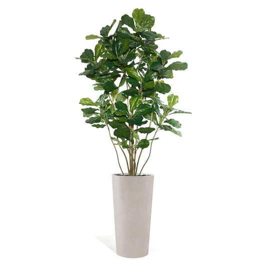 Fiddle Leaf Tree in Harmony Planter MD By Gold Leaf | Planters, Troughs & Cachepots | Modishstore - 1