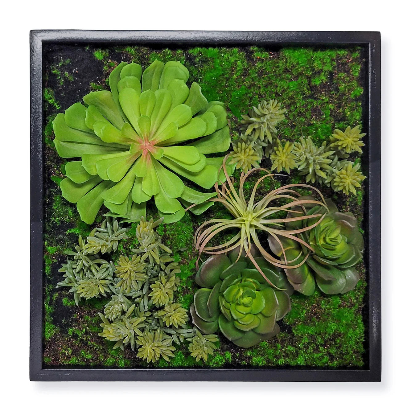 Green Wall, Mini Succulent Mix 3 By Gold Leaf