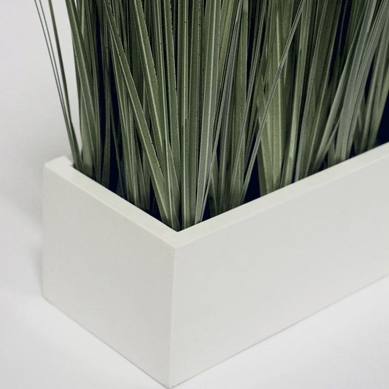 Grass: Cortada Grass in White Table Planter (additional freight required) By Gold Leaf | Planters, Troughs & Cachepots | Modishstore - 2