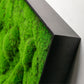 Green Wall, ‘New Moss Rectangle', 50”L By Gold Leaf | Wall Art | Modishstore - 2