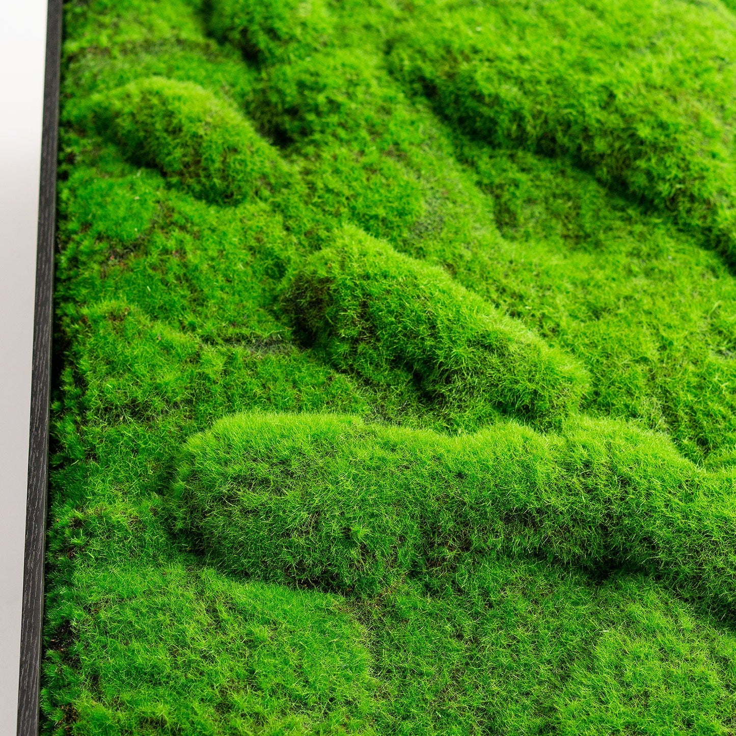 Green Wall, ‘New Moss Rectangle', 50”L By Gold Leaf | Wall Art | Modishstore - 4