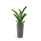 ZZ Plant in Harmony Planter SM, Grey Matte By Gold Leaf | Planters, Troughs & Cachepots | Modishstore - 1