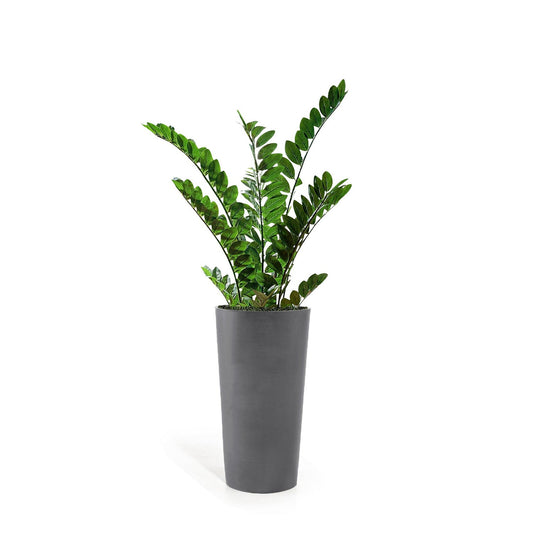 ZZ Plant in Harmony Planter SM, Grey Matte By Gold Leaf | Planters, Troughs & Cachepots | Modishstore - 1