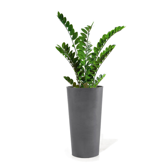 ZZ Plant in Harmony Planter MD, Grey Matte By Gold Leaf | Planters, Troughs & Cachepots | Modishstore - 1