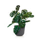 Monstera Vine in Rotunda Planter SM, Grey Matte By Gold Leaf | Planters, Troughs & Cachepots | Modishstore - 3