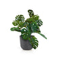 Monstera Vine in Rotunda Planter SM, Grey Matte By Gold Leaf | Planters, Troughs & Cachepots | Modishstore - 1