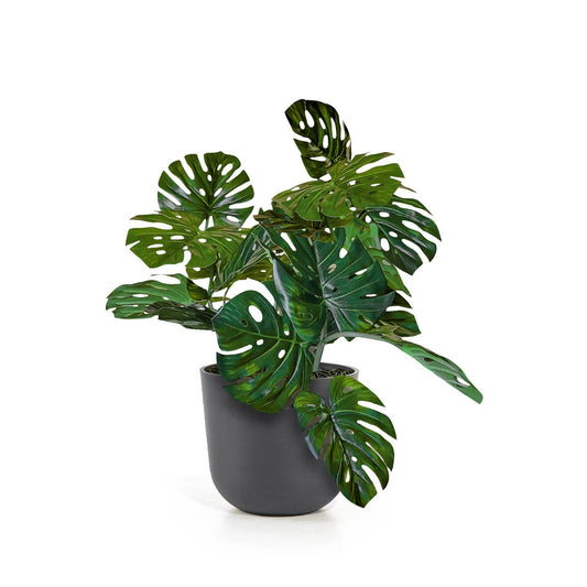 Monstera Vine in Rotunda Planter SM, Grey Matte By Gold Leaf | Planters, Troughs & Cachepots | Modishstore - 1