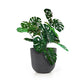Monstera Vine in Rotunda Planter MD, Grey Matte By Gold Leaf | Planters, Troughs & Cachepots | Modishstore - 4